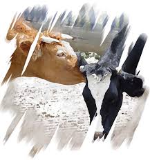 vacas